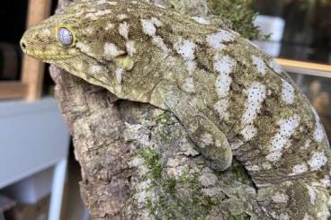 Geckos kaufen und verkaufen Photo: Leachianus, chahoua, gargoyle gecko, crested gecko