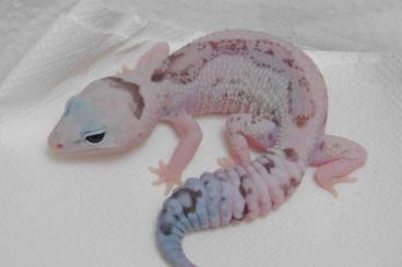Geckos kaufen und verkaufen Photo: African Fattailed Geckos | Hemitheconyx caudicinctus