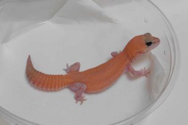 Geckos kaufen und verkaufen Photo: AFT-Geckos | Hemitheconyx caudicinctus HAMM AND HOUTEN!