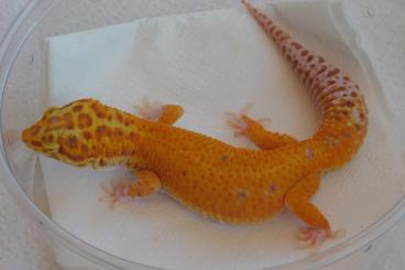 Geckos kaufen und verkaufen Foto: 1.1 Afghan RADAR Leopardgecko Breeding Pair!