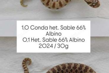 Schlangen kaufen und verkaufen Foto: 1.1 Hognose Snakes | Hakennasennattern 