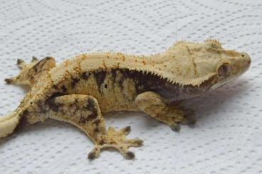 Geckos kaufen und verkaufen Foto: 1.1 Extreme Harlequin | Crested Geckos | Correlophus ciliatus