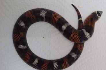 Snakes kaufen und verkaufen Photo: 0.1 Xenodon pulcher, E-Hypo Female Snakes kaufen und verkaufen Photo: 0.1 Xenodon pulcher, E-Hypo Female