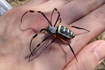 echte Webspinnen kaufen und verkaufen Foto: Trichonephila senegalensis annulata