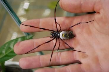 echte Webspinnen kaufen und verkaufen Foto: Trichonephila inaurata madagascariensis slings 