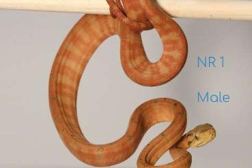 Snakes kaufen und verkaufen Photo: 2.2 corallus Hortulanus cb24