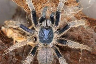 Spiders and Scorpions kaufen und verkaufen Photo: 1.0 Ornithoctoninae sp. “Vietnam Silver” RH 02/25