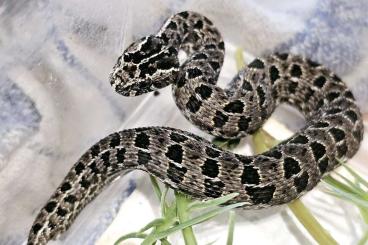 Venomous snakes kaufen und verkaufen Photo: Bitis atropos ( Berg Puffotter ) NZ 24