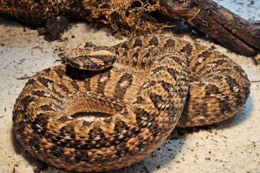 Venomous snakes kaufen und verkaufen Photo: Bitis atropos ( Berg Puffotter ) adult + NZ 2024