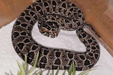 Giftschlangen kaufen und verkaufen Foto: Bitis atropos ( Berg Puffotter ) NZ 24