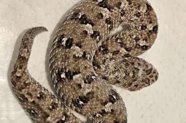 Venomous snakes kaufen und verkaufen Photo: Bitis Zwergpuffotter ) cb 2022