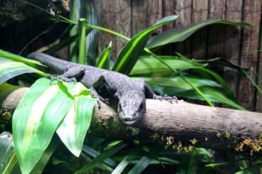 Monitor lizards kaufen und verkaufen Photo: Varanus beccarii nz2018 1.0