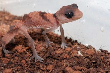 Geckos kaufen und verkaufen Photo: Nephrurus cinctus 0.4.2    