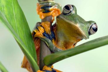 frogs kaufen und verkaufen Photo: Suche Rhacophorus nigropalmatus DNZ
