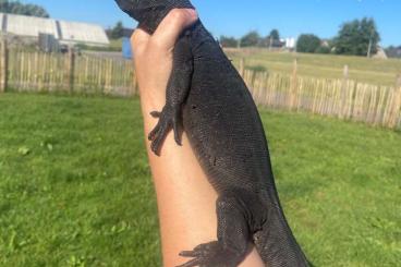 Warane kaufen und verkaufen Foto: Captive bred 23 and 24 Black Dragons (V. salvator “komaini”)