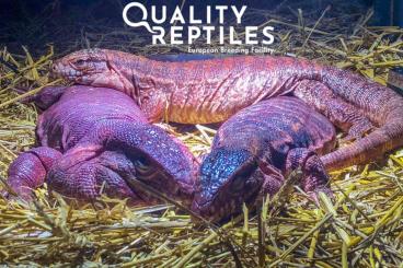 andere Echsen kaufen und verkaufen Foto: Purple DEVIL-Line red tegu female CB24