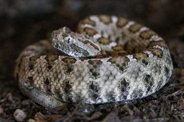 Giftschlangen kaufen und verkaufen Foto: 2.1 crotalus enyo enyo cb 2022