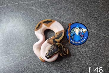 Pythons kaufen und verkaufen Foto: Python   regius  nc  2024