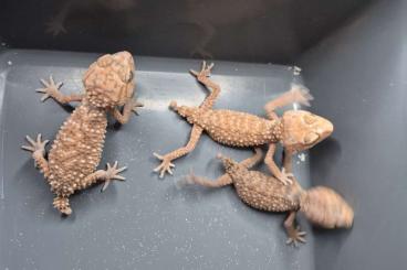 Geckos kaufen und verkaufen Photo: Nephrurus  amyae   nc2024