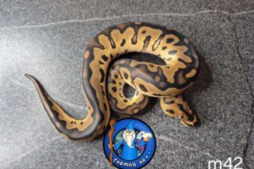 Pythons kaufen und verkaufen Foto: Python   regius  nc  2024