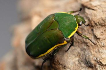 Insects kaufen und verkaufen Photo: Flowerbeetles and others 