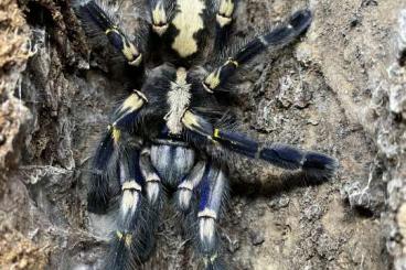 - bird spiders kaufen und verkaufen Photo: Poecilotheria spp for sell
