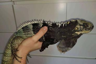 Lizards kaufen und verkaufen Photo: Ctenosaura cb22 species preorder RARE OPPORTUNITY!!!