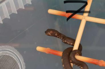 Giftschlangen kaufen und verkaufen Foto: T. andersonii + purpureomaculatus 