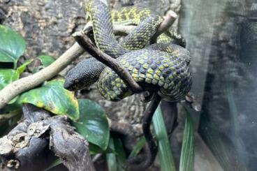 Giftschlangen kaufen und verkaufen Foto: Trimeresurus insularis/puepupeo