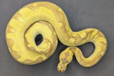 Königspythons kaufen und verkaufen Foto: 1.0 Butter Enchi Asphalt Clown pos Spotnose 