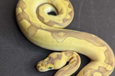 Ball Pythons kaufen und verkaufen Photo: 1.0 Butter Enchi Asphalt Clown pos Spotnose 