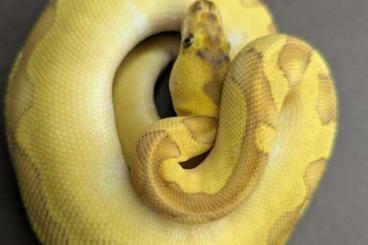 Königspythons kaufen und verkaufen Foto: 1.0 Butter Enchi Asphalt Clown pos Spotnose 