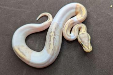 Königspythons kaufen und verkaufen Foto: 1.0 Banana SuperPastel Pied 