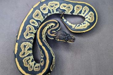 Ball Pythons kaufen und verkaufen Photo: 0.1 Bongo Pastel 66% het Clown 