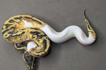 Königspythons kaufen und verkaufen Foto: 0.3 Pastel Piebald.  Python regius