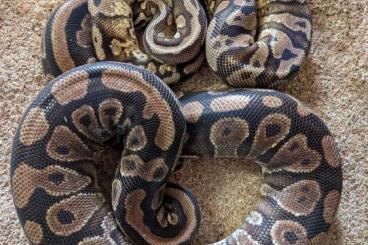Königspythons kaufen und verkaufen Photo: Schönes Highway Projekt !!! Königspythons kaufen und verkaufen Photo: Schönes Highway Projekt !!!