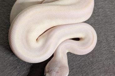 Ball Pythons kaufen und verkaufen Photo: 1.0 BEL ( Blue Eyed Lucy) Ball Pythons kaufen und verkaufen Photo: 1.0 BEL ( Blue Eyed Lucy)