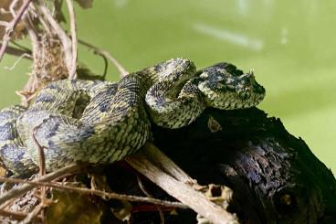 Snakes kaufen und verkaufen Photo: For sale viperid  snakes and gecko