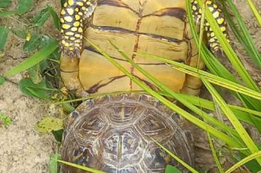 Sumpfschildkröten kaufen und verkaufen Foto: scambio coppia adulta 1.1 terrapene tringuis