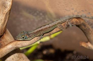 Echsen  kaufen und verkaufen Foto: Anolis roquet roquet Mapou 