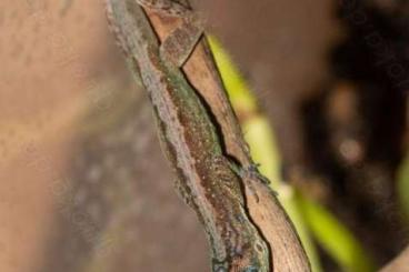 Echsen  kaufen und verkaufen Foto: Anolis roquet roquet Mapou 