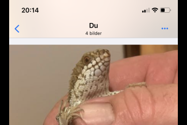 Lizards kaufen und verkaufen Photo: E.depressa -22 (0.1)? €1100