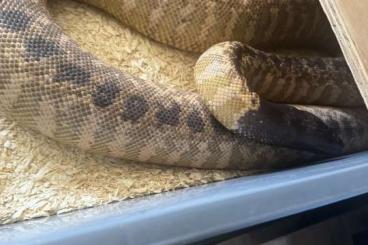 Pythons kaufen und verkaufen Photo: 2.2 PB Blackheaded python 1.2 PB Woma Pythons kaufen und verkaufen Photo: 2.2 PB Blackheaded python 1.2 PB Woma