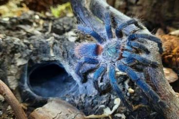 Vogelspinnen kaufen und verkaufen Photo: Vogelspinnen nur Abholung in Spandau Vogelspinnen kaufen und verkaufen Photo: Vogelspinnen nur Abholung in Spandau