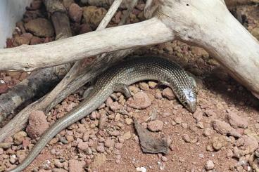 Geckos kaufen und verkaufen Foto: Nephurus, Chalsides, Strophurus Hamm september