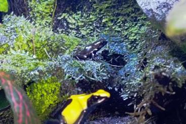 Poison dart frogs kaufen und verkaufen Photo: Dendrobates auratus Ancon Hill