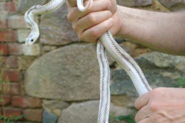 Nattern ungiftige  kaufen und verkaufen Foto: Pantherophis obsoletus white sided