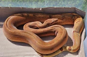 Boas kaufen und verkaufen Photo: 1.0 adult Hypo Scoria 100% het. Sharp