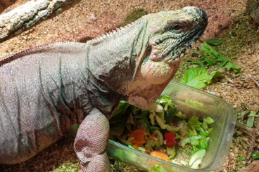 Echsen  kaufen und verkaufen Foto: 1,0 Cyclura cychlura figginsi CB 2013