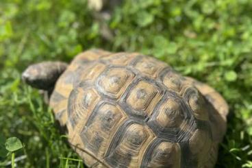 Landschildkröten kaufen und verkaufen Foto: Landschildkröte Yoshi sucht einen neuen Garten